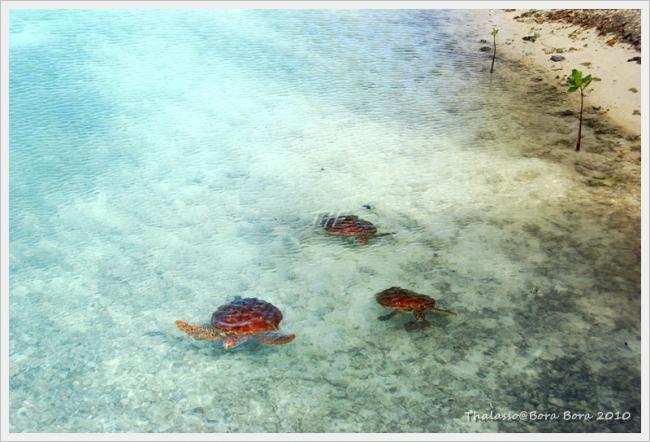 Thalasso088.JPG